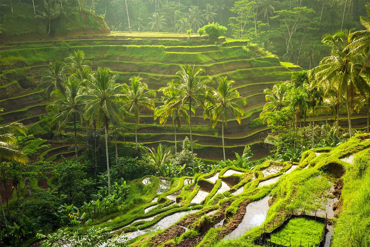 Tegallalang rice terraces near Ubud